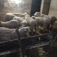 ۹ راس میش ایلدوفرانس اصیل