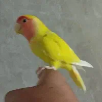 کوتوله صورت هلویی زرد دستی|پرنده|اردکان, |دیوار