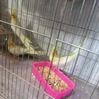 طوطی برزیلی پاربلو|پرنده|رباط‌کریم, رباط‌کریم|دیوار