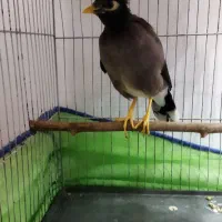 فروش مینا سخنگو باهوش و رام