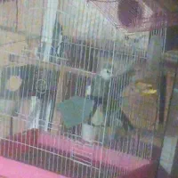 عروس هلندی مولد