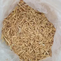 تخم جو هاشمی