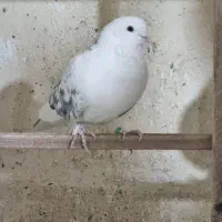 سه تا کبوتر نر گردن کلفت|پرنده|ری, ملک‌آباد|دیوار