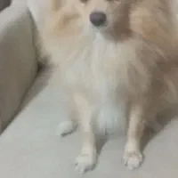 واگذاری پامر|سگ|کرمان, |دیوار