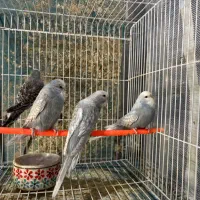 عروس هلندی ‌و کوتوله و مرغ عشق انگلیسی|پرنده|جم, |دیوار