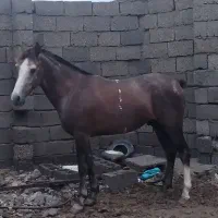 اسب جوان نسل دار دو رک معاوضه موتور ۹۹به بالا
