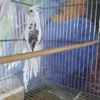 عروس هلندی|پرنده|بندر دیر, |دیوار