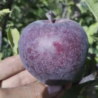 خریدارسیب روی درخت هستیم