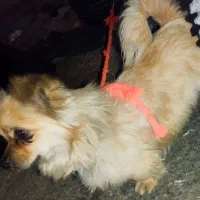 سگ اشپیتز|سگ|اسلامآباد غرب, |دیوار