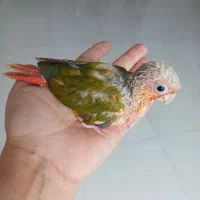 گرینچیک فوق‌العاده دستی