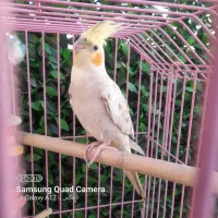 عروس هلندی گل باقالی
