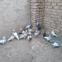 کبوتر|پرنده|قزوین, |دیوار