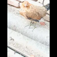 کاسرک و خروس نوق|حیوانات مزرعه|رفسنجان, |دیوار