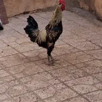 خروس گلین قلم سیاه