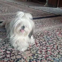 واگذاری سگ خانگی