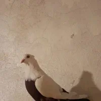 دمی دمبی قهوه ای