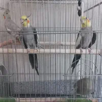 چهار عددعروس هلندی اهلی آواز خوان نر و ماده|پرنده|خسروشاه, |دیوار