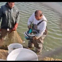 بچه ماهی آمور و کپور