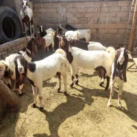 بز پاکستانی