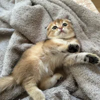 بچه گربه اسکاتیش گلد اصیل