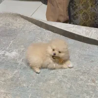 سگ پامرانین