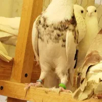 فروش بوم کبوتر
