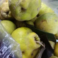 به ارگانیک محلی