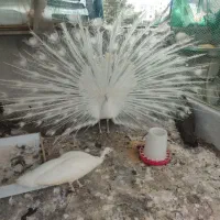 طاووس بالغ و جوجه طاووس هندی و سفید|پرنده|تهران, ترمینال جنوب|دیوار