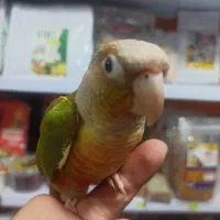 طوطی گرینچیک های سوپر رام و چلوندنی در انواع رنگ|پرنده|قائم‌شهر, |دیوار