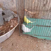 مرغ عشق|پرنده|زرین آباد, |دیوار