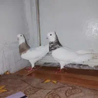 دوتا طوقی