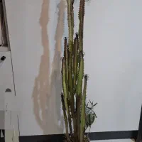 کاکتوس سایز بزرگ|گل و گیاه طبیعی|گرمدره, |دیوار