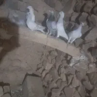 پرنده|پرنده|فرح دشت, |دیوار