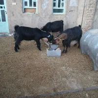 حیوانات|حیوانات مزرعه|سوری, |دیوار