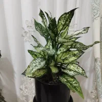 گل آپارتمانی مقاوم یوکا آگلونما برفی|گل و گیاه طبیعی|کرج, باغستان|دیوار