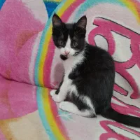 واگذاری رایگان