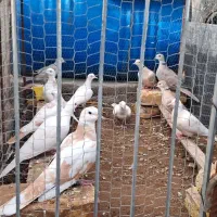 پرنده ای رام|پرنده|زید آباد, |دیوار