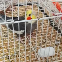 عروس هلندی|پرنده|کلاله, |دیوار