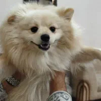 پامرانین|سگ|بناب, |دیوار