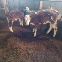 گوساله ماده دوعدد|حیوانات مزرعه|کشاورز, |دیوار