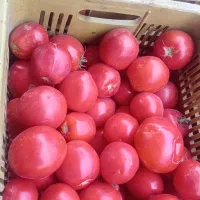گوجه ربی