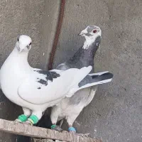 5تاکفتر هوای