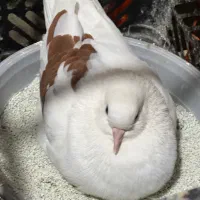 یک جفت کبوتر|پرنده|رشت, لاکان شهر|دیوار