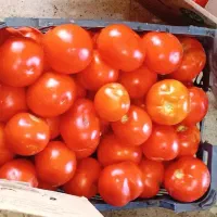 گوجه گوشتی درجه یک برای رب عالی