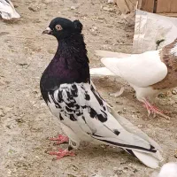 کفتر نقش و پرشی و نوک قنار