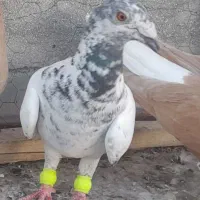 کبوتر سار دم سبز قلدور