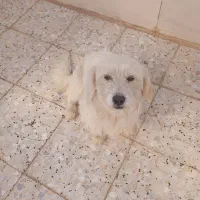 سگ ماده|سگ|دزفول, |دیوار