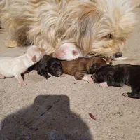 سگ خونگی|سگ|قم, میدان نو|دیوار