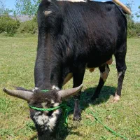 ورزا ورزاکوله عروسک