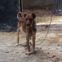 توله سرابی۳ماهه